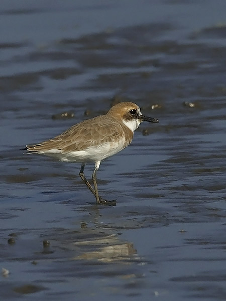 Aavikkotylli, Greater Sand Plover, Charadrius leschenaultii